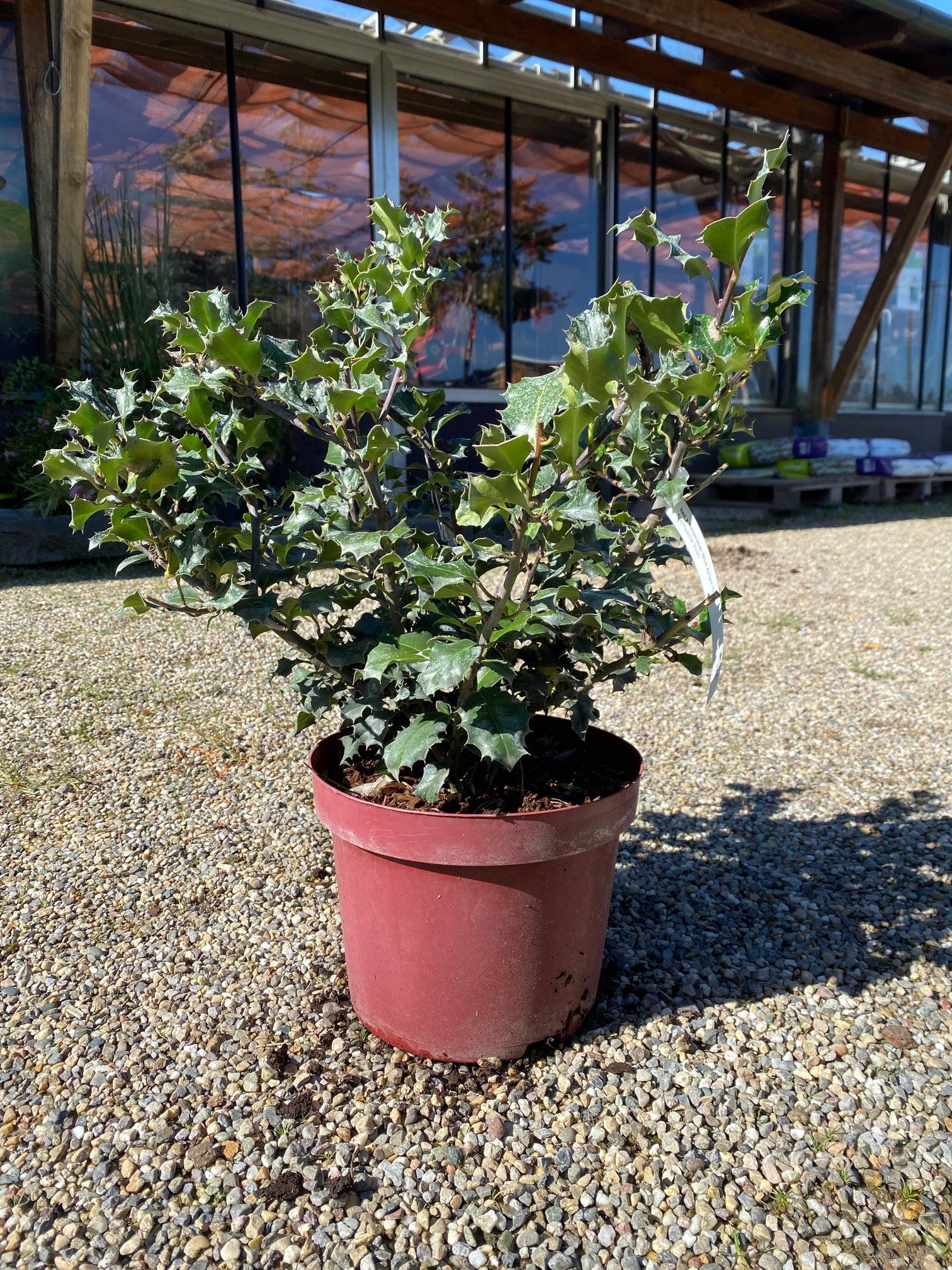 Stechpalme 'Blue Angel'® / Ilex meserveae 'Blue Angel'®
